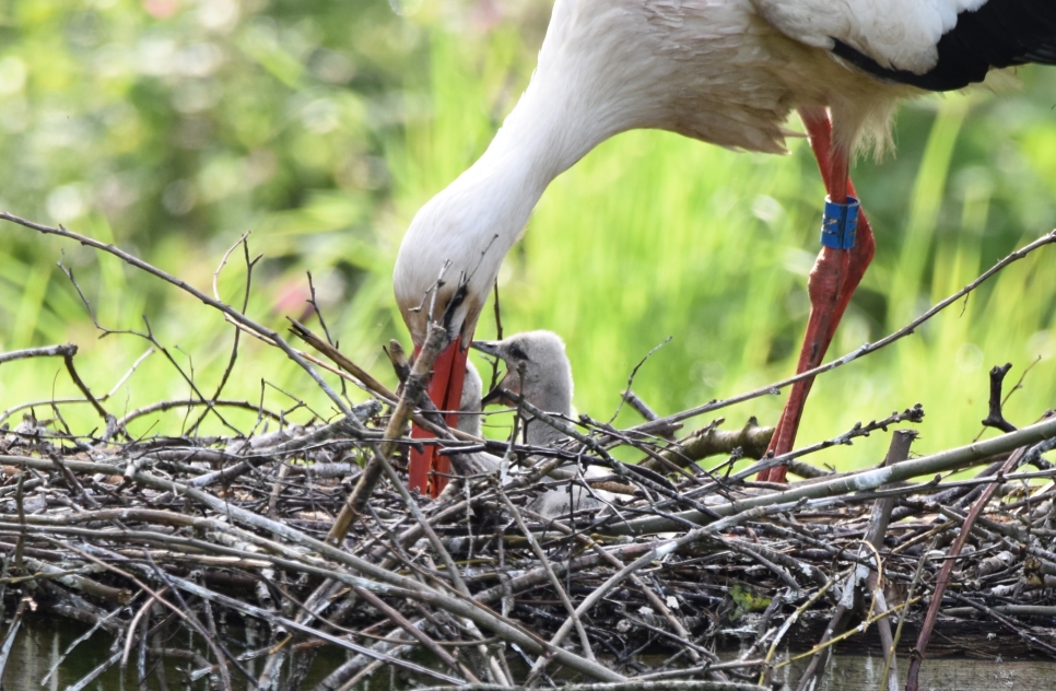 White stork chicks hatch at WWT Martin Mere